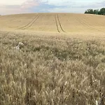 Wies Sielska Anielska Slonecznik - Caloroczny Mazurski Dom Na Duzej Dzialce Pasym