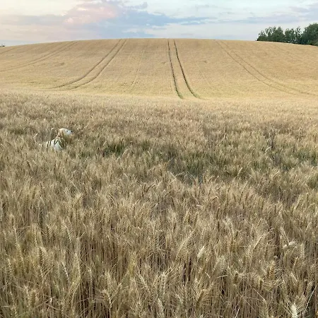 Wies Sielska Anielska Slonecznik - Caloroczny Mazurski Dom Na Duzej Dzialce Pasym