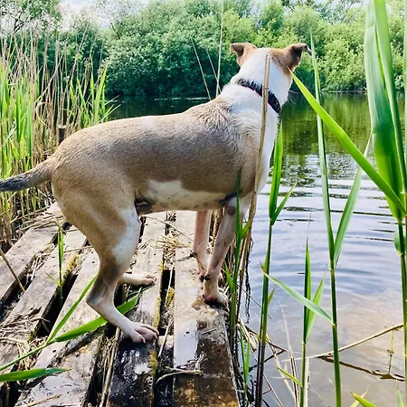 Dom wakacyjny Wieś Sielska Anielska Słonecznik - Całoroczny Mazurski Dom Na Dużej Działce *